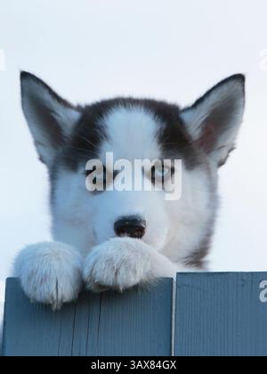 Portrait de chiot Husky sibérien regardant derrière la clôture. Banque D'Images