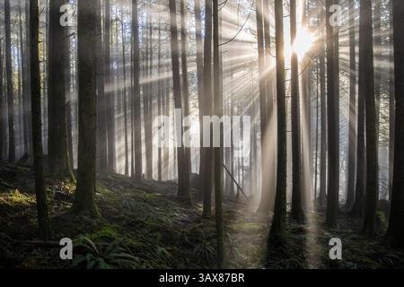 La lumière du soleil traverse de grands arbres dans un cadre forestier tranquille. La brume douce persiste, améliorant l'ambiance mystique des premières heures du matin, showc Banque D'Images