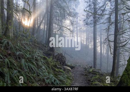 Un sentier forestier tranquille couvert de fougères mène vers le haut à travers des bois brumeux. La lumière du soleil filtre à travers les branches d'arbres, créant un atmos enchanteur et serein Banque D'Images