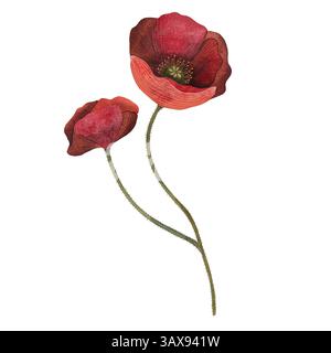 Fleur botanique florale de coquelicot rouge. Elément isolé d'illustration de coquelicot. Coquelicot rouge en technique aquarelle, pétillant avec des pétales brillants. Coquelicot rouge Banque D'Images