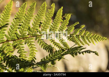 Plante de fougère dans la lumière du soleil - gros plan d'une fougère à ver Banque D'Images