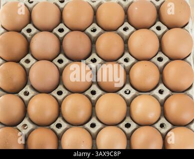Faire briller les œufs biologiques élevés en libre-service alignés dans un carton d'œufs Banque D'Images