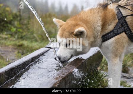Husky boit de l'eau de source naturelle à partir d'un abreuvoir en bois Banque D'Images