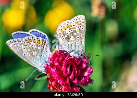 Gros plan sur une paire de papillons bleus communs s'accouplant sur une fleur de trèfle rouge Banque D'Images