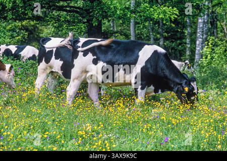 Faire paître des vaches sur une prairie en fleurs lors d'une belle journée d'été Banque D'Images
