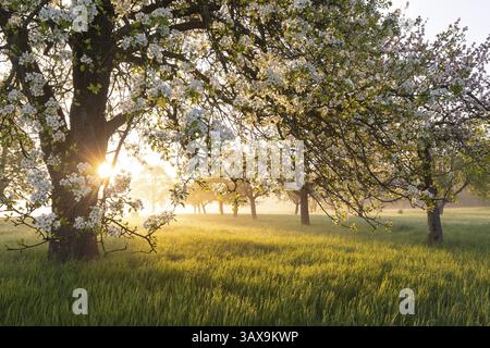 Fleurs fraîches, lumière du matin, brume moulue... tout simplement magique ! Contreforts verger prairie en fleur - avenue pommier dans la lumière du matin avec sol mi Banque D'Images