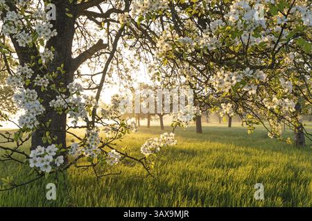 Fleurs fraîches, lumière du matin, brume moulue... tout simplement magique ! Contreforts verger prairie en fleur - avenue pommier dans la lumière du matin avec sol mi Banque D'Images