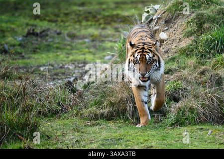 Le tigre de Sumatra (Panthera tigris sondaica) originaire de l'île indonésienne de Sumatra. Banque D'Images