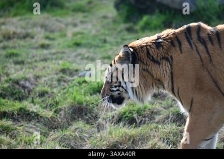Le tigre de Sumatra (Panthera tigris sondaica) originaire de l'île indonésienne de Sumatra. Banque D'Images
