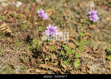 Fleur d'été à fleurs roses, mauve commune - également connue sous le nom de Grand peuplier au fromage Banque D'Images