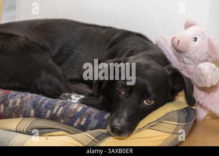 Chien noir dans son lit avec Lucky Cog comme peluche Banque D'Images
