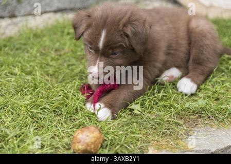 Chiot Berger australien marron jouant dans le jardin - gros plan Banque D'Images