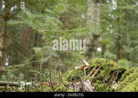 Les petits épinettes poussent sur du bois pourri et de la mousse Banque D'Images