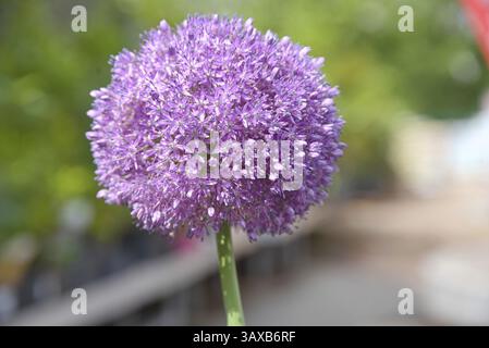 Plante ornementale sphérique - poireau ornemental à floraison violette forte, gros plan Banque D'Images