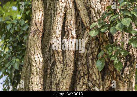Tronc d'arbre rugueux et fissuré d'un cèdre - gros plan de l'écorce d'arbre Banque D'Images