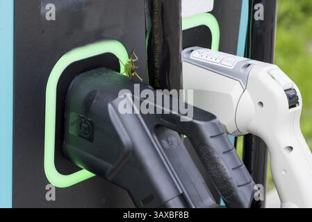 Green Grasshopper utilise une station de recharge pour les voitures électriques - e-mobilité et sauterelle géante, gros plan Banque D'Images