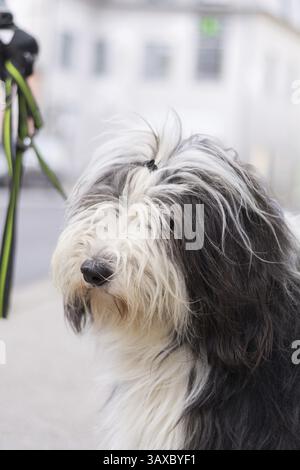 Grand chien familial avec un pelage shaggy - Beardie Banque D'Images