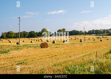 Terres agricoles vallonnées avec balles de foin séchant dans les champs et poteaux électriques avec fils, Reddevitzer Höft, Mönchgut, Rügen, Mecklembourg-Poméranie occidentale, Allemagne Banque D'Images