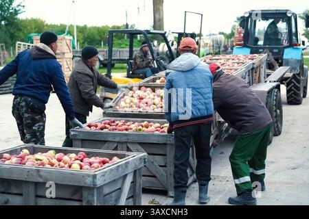Kirghizistan, Bichkek - 20 octobre 2023 cueillette et tri des pommes dans des boîtes. Récolte et stockage des fruits. Banque D'Images