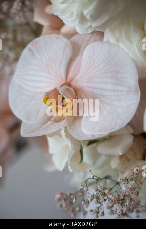 Gros plan d'orchidée rose pâle avec des accents floraux délicats Banque D'Images