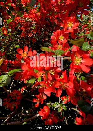 Fleurs rouges magnolia fleurissent sur des branches vertes luxuriantes sous un ciel bleu vif, créant une scène de la nature pittoresque. Idéal pour les thèmes botaniques, jardinage visu Banque D'Images