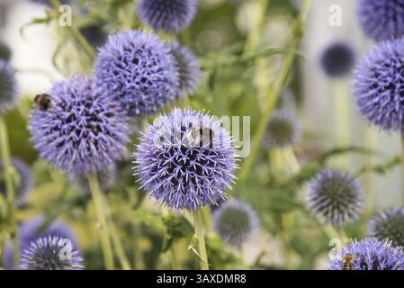 Le bourdon et l'abeille sont assis sur le chardon du globe à fleurs violettes intensément Banque D'Images