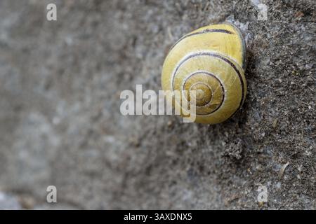 Gros plan d'un escargot caché dans sa coquille jaune Banque D'Images