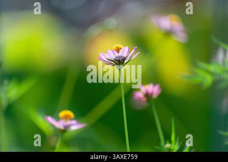 Fleur de cosmos caudatus, ou kenikir en Indonésie, photographiée le matin avec un fond d'autres plantes illuminées par la lumière du soleil Banque D'Images
