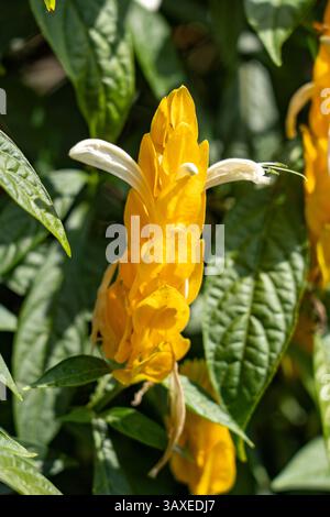 Une plante de crevette dorée, Pachystachys lutea, en fleurs dans un jardin à jardin, Colombie. Banque D'Images