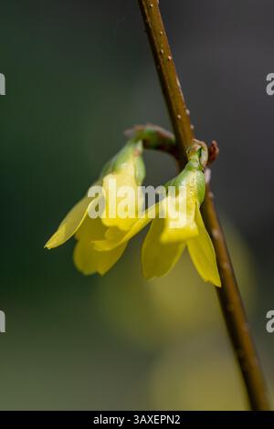 Un gros plan capture deux fleurs de forsythia jaunes éclatantes suspendues à une branche brune mince. L'arrière-plan est un mélange doux et flou de vert et de gra Banque D'Images