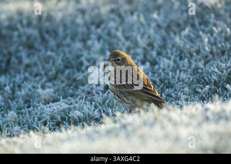 Pipit de prairie (Anthus pratensis) adulte sur herbe givrée dans la lumière chaude du matin dans le parc national North York Moors Banque D'Images
