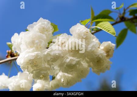 Fleur de cerisier blanc pur, Prunus serrulata, floraison au printemps jour ensoleillé, ciel bleu Banque D'Images