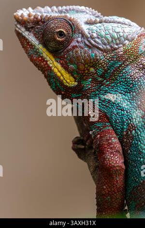Gros plan extrême de la tête et de l'œil d'un caméléon coloré. Incroyable détail des écailles et de la texture. Banque D'Images
