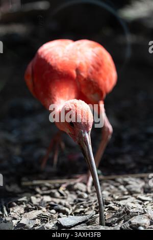 Oiseau rouge éclatant (Scarlet Ibis) regardant vers le bas. Gros plan tête, bec, jambes au sol. Portrait de la faune. Banque D'Images