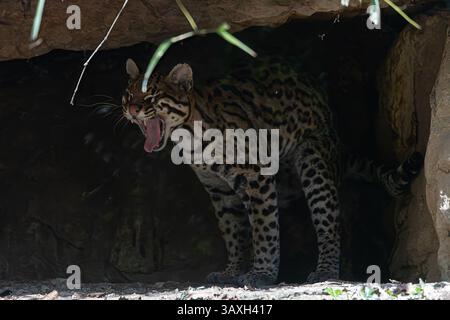 Ocelot sauvage bâillant dans son antre. Gros chat puissant montrant les dents et la bouche grandes ouvertes. Comportement de la faune sauvage. Banque D'Images