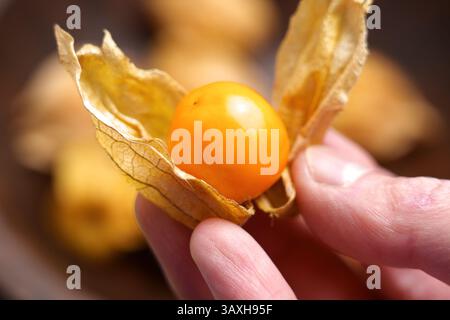 Gros plan de la main pelant la coque de physalis, révélant le fruit de groseille orange du cap Banque D'Images
