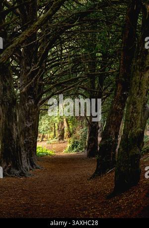 la photo prise au niveau du sol montre un chemin serpentant à travers une forêt dense avec de grands arbres sombres et la lumière du soleil tapissée filtrant à travers la canopée au loin Banque D'Images