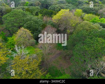 Une prise de vue aérienne de haut en bas capture la canopée luxuriante et dense d'une forêt avec diverses nuances de feuillage vert et quelques notes de branches brunes. Banque D'Images