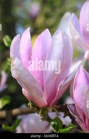 Magnolia 'George Henry Kern', un magnolia hybride, présentant des fleurs rose pâle caractéristiques au printemps. ROYAUME-UNI Banque D'Images