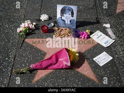 26 janvier 2017 - Hollywood, Californie, U. S - Un mémorial est placé sur la star du Hollywood Walk of Fame de l'actrice Mary Tyler Moore le 25 janvier 2017 à Hollywood, Californie. L'actrice Mary Tyler Moore est décédée mercredi dans un hôpital de Greenwich, Connecticut, elle avait 80 ans. (Crédit image : © Prensa Internacional via ZUMA Wire) Banque D'Images