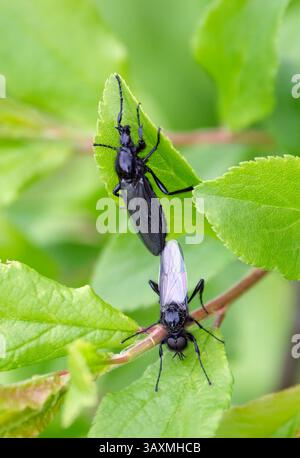 Paire de, mouches de Mark (Bibio marci) - femelle au-dessus / mâle au-dessous. Ainsi appelés parce qu'ils émergent en masse vers le 25 avril. Harewood Common, Andover Banque D'Images