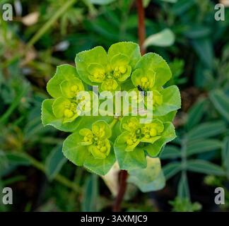 L'image montre une plante avec une couleur vert vif. La plante a plusieurs fleurs avec des centres jaunes. Une fourmi noire est assise sur l'une des fleurs. Le Banque D'Images