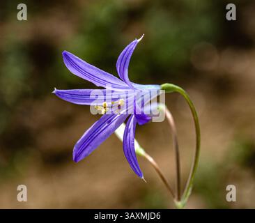 L'image montre une fleur avec des pétales violets, avec des étamines saillantes et des anthères jaunes. L'arrière-plan est flou avec des tons neutres. Banque D'Images