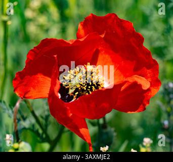 L'image montre une sauterelle au centre d'une fleur de pavot rouge vif. La fleur est ouverte, avec des étamines jaunes visibles. L'arrière-plan est flou Banque D'Images