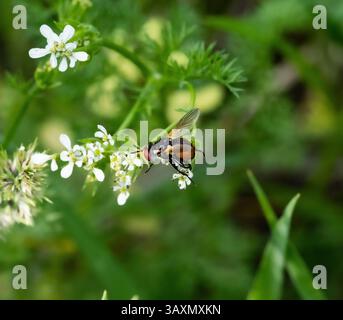 L'image montre un gros plan d'une mouche Scathophaga assise sur de petites fleurs blanches. La mouche a une coloration orange et noire, de grands yeux et une victoire transparente Banque D'Images