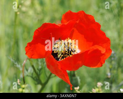 L'image montre une sauterelle au centre d'une fleur de pavot rouge vif. La fleur est ouverte, avec des étamines jaunes visibles. L'arrière-plan est flou Banque D'Images