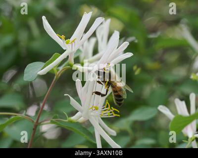 L'image montre une abeille collectant le nectar de la fleur blanche d'une vigne. La fleur a des pétales blancs et des étamines jaunes, avec des feuilles vertes floues et Banque D'Images