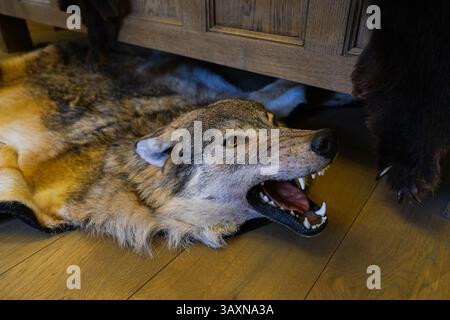 Grodno, Biélorussie, 03.01.2025 La tête d'un loup repose sur un tapis, la bouche ouverte et les dents nues. La scène est sombre et menaçante, avec la région mena du loup Banque D'Images