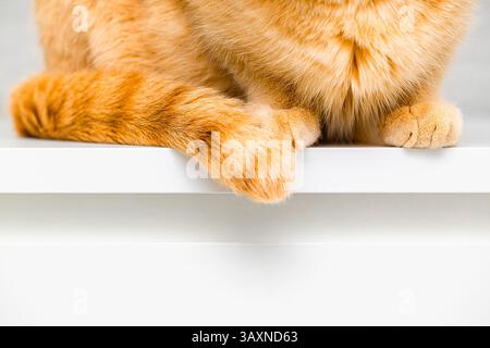 chat au gingembre assis sur le bord d'une table blanche Banque D'Images
