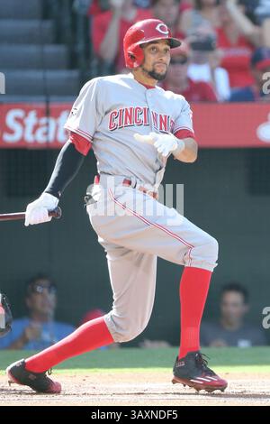 31 août 2016 : Billy Hamilton, joueur du centre des Cincinnati Reds, regarde son succès à voile lors de la première manche du match entre les Cincinnati Reds et les Los Angeles Angels d'Anaheim, Angel Stadium à Anaheim, CA, photographe : Peter Joneleit(Credit image : &copy ; Peter Joneleit/Cal Sport Media/Cal Sport Media via ZUMA Wire) Banque D'Images
